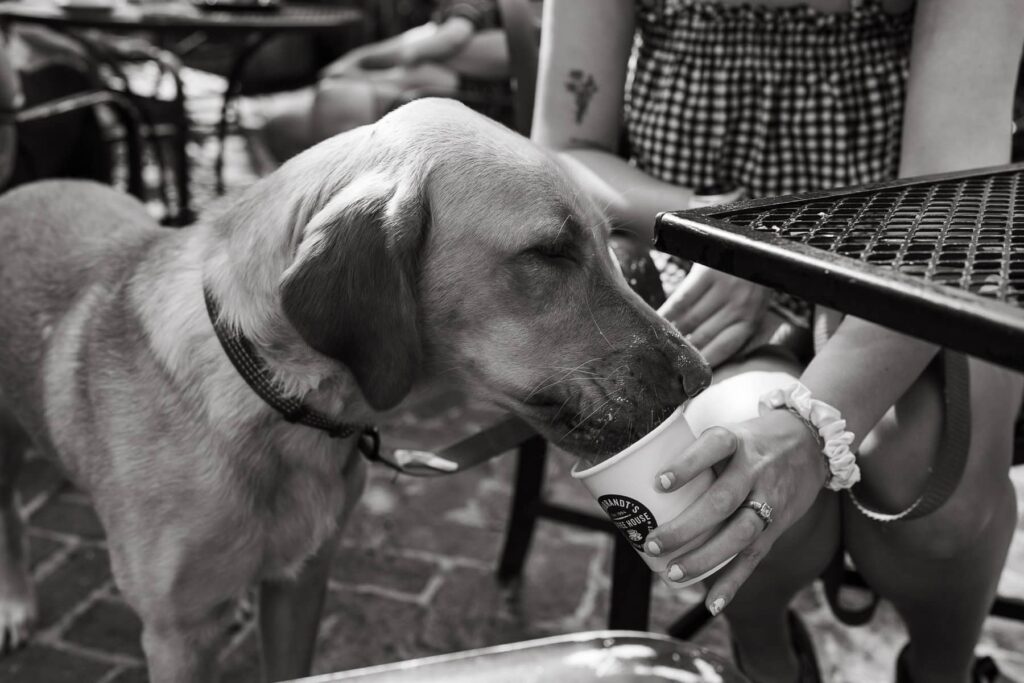 A black-and-white photo of a dog drinking from a paper coffee cup held by its owner at an outdoor café table.