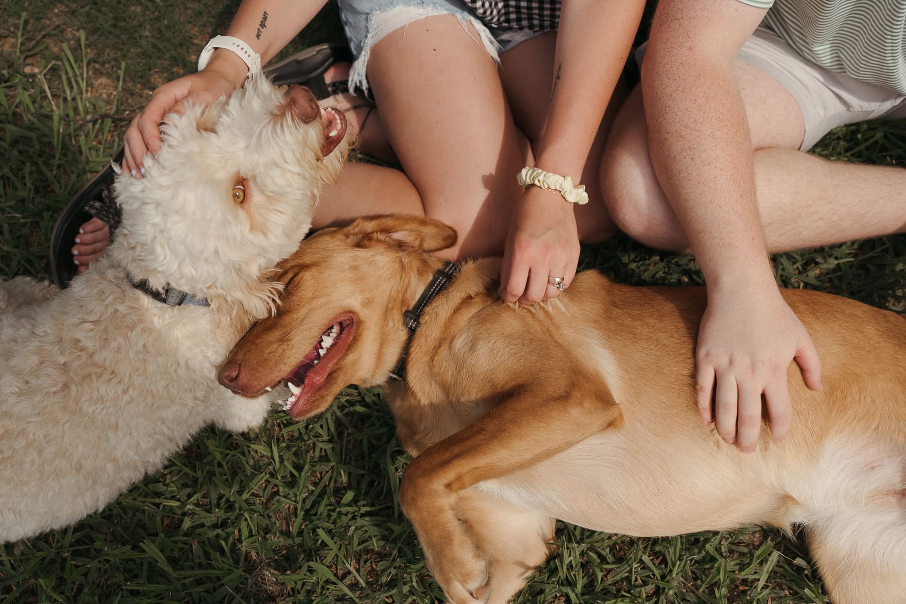 Two dogs cuddle together in the grass as a couple sits beside them, hands resting on the dogs during a Tennessee elopement.